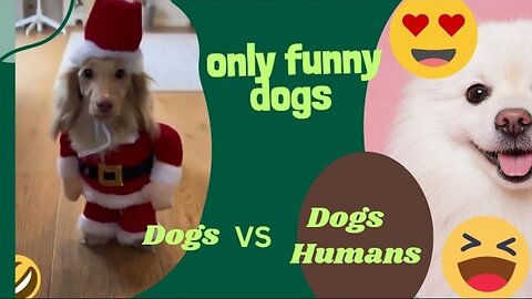 Funny animals - Funny animals life - Funny videos - Only dogs 😂🤣😂🤣😍