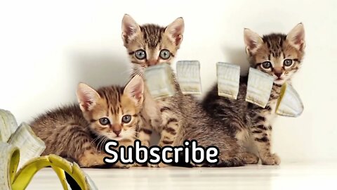 three cats @Relax Clips 2 #relaxing #viralshorts #relax