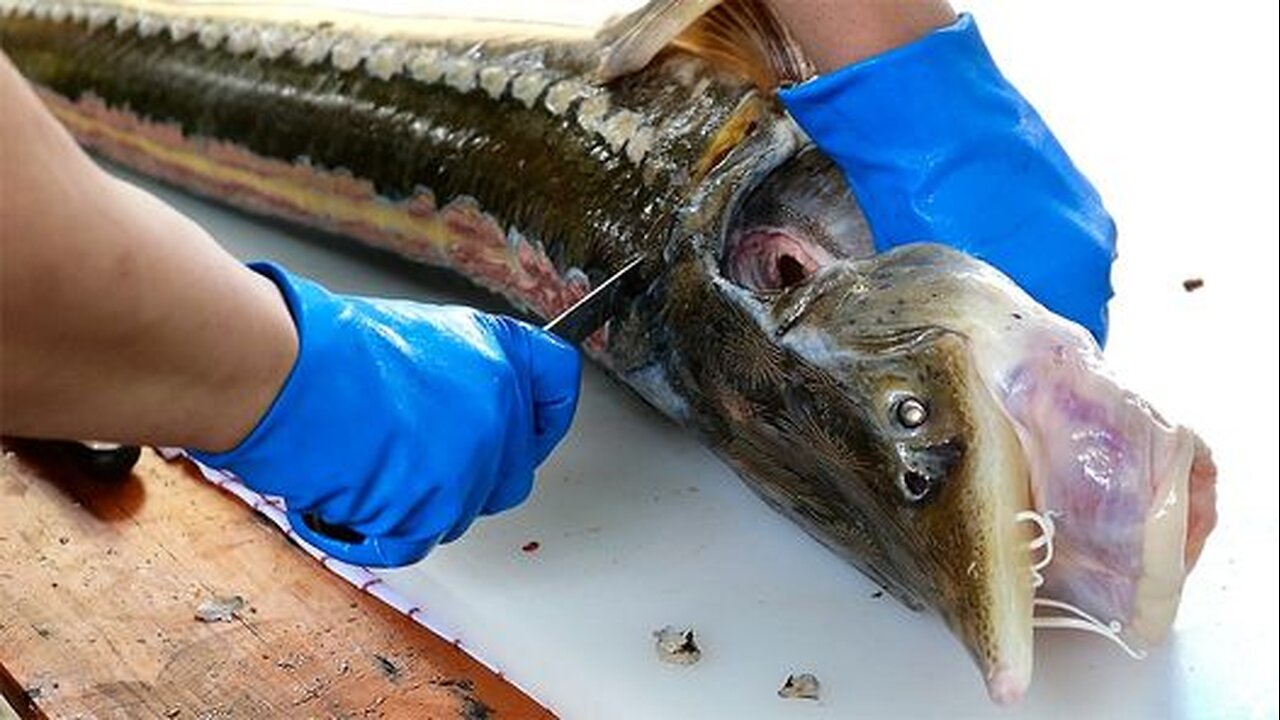 Thai Food - GIANT STURGEON FISH COOKING Bangkok Seafood Thailand