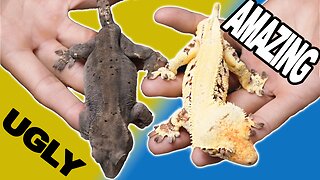 My Ugly Geckos vs Pretty Geckos!