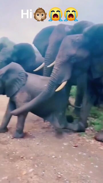 elegant fighting in forest