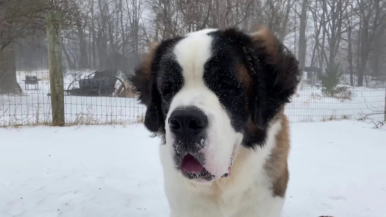 St Bernard loves the snow- it’s a blizzard and Baby Walter wants to sit outside