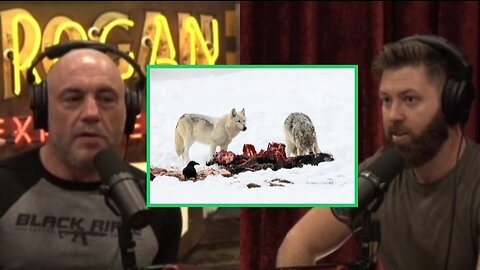 The Benefits of an All-Meat Diet: Joe Rogan and Forrest Galante Discuss