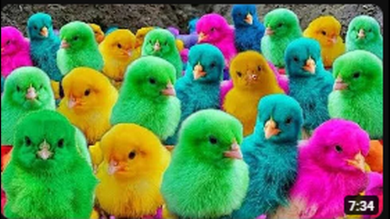 Catch Cute Chickens, Colorful Chickens, Rabbits, Cats, Swans,Ducks,Betta Fish, Turtle, Cute Animals