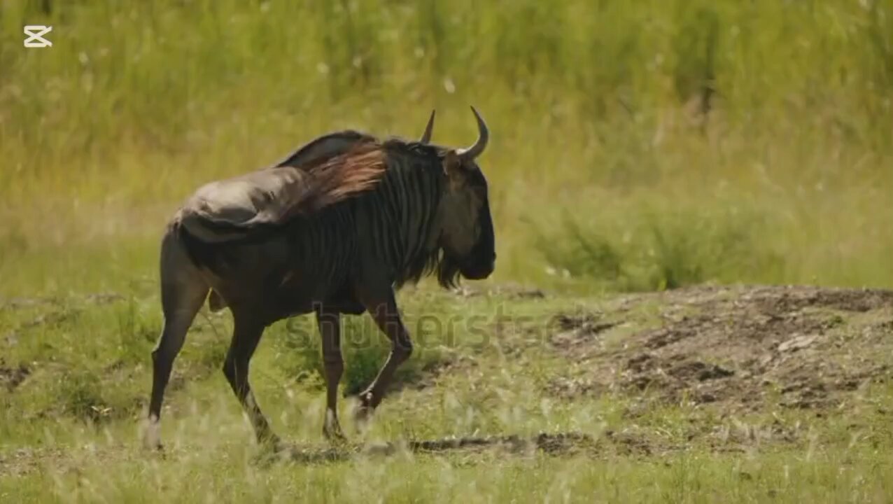 curiosidades sobre los ñu