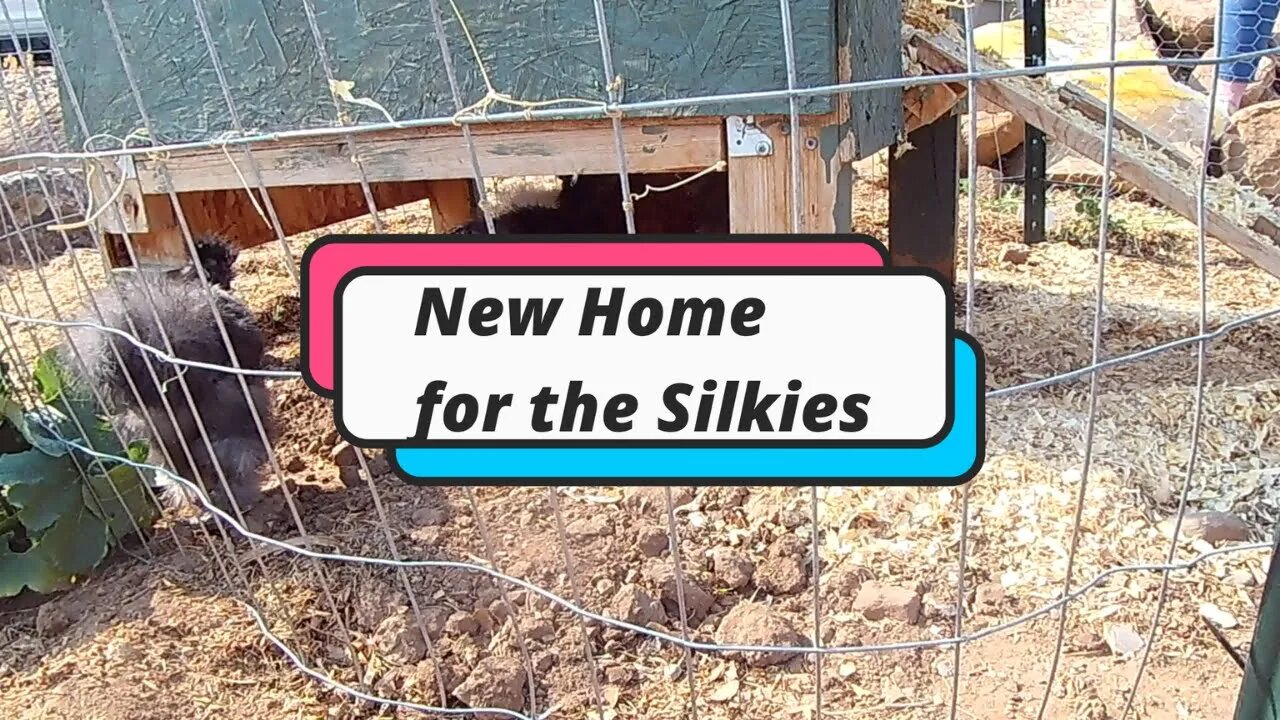 A New Home for the Silkies