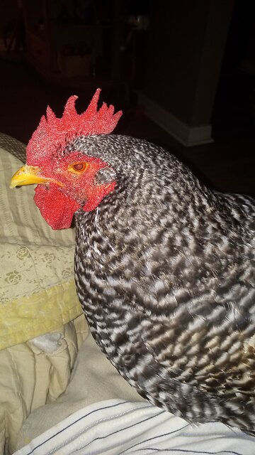 Little bird plays chase