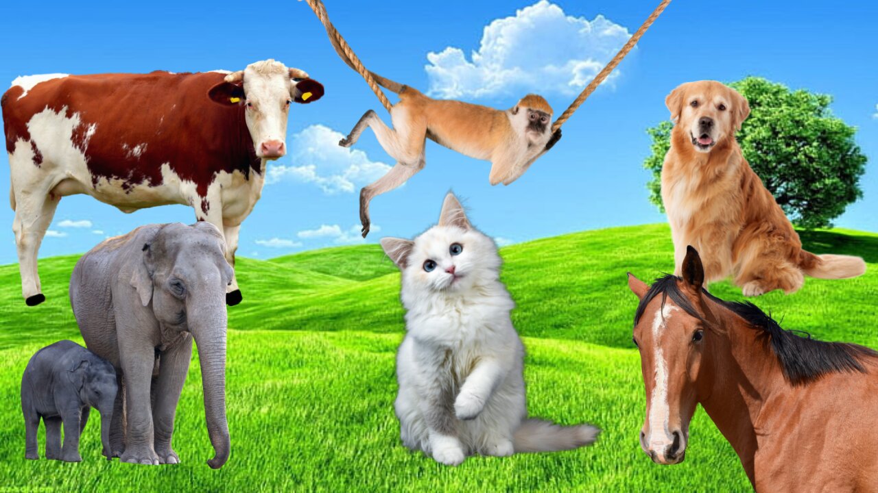 VIVIPAROUS ANIMAL! CAT! DOG! MONKEY! HORSE! ELEPHANT! COW! Animal Videos Sounds!