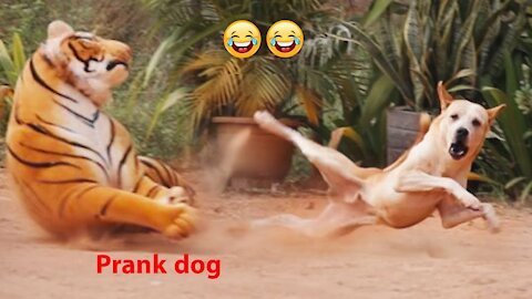 Troll Prank Dog Funny & fake Lion and Fake Tiger Prank To dog