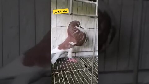 تربية حمام البولو الناذر كيوت روعة