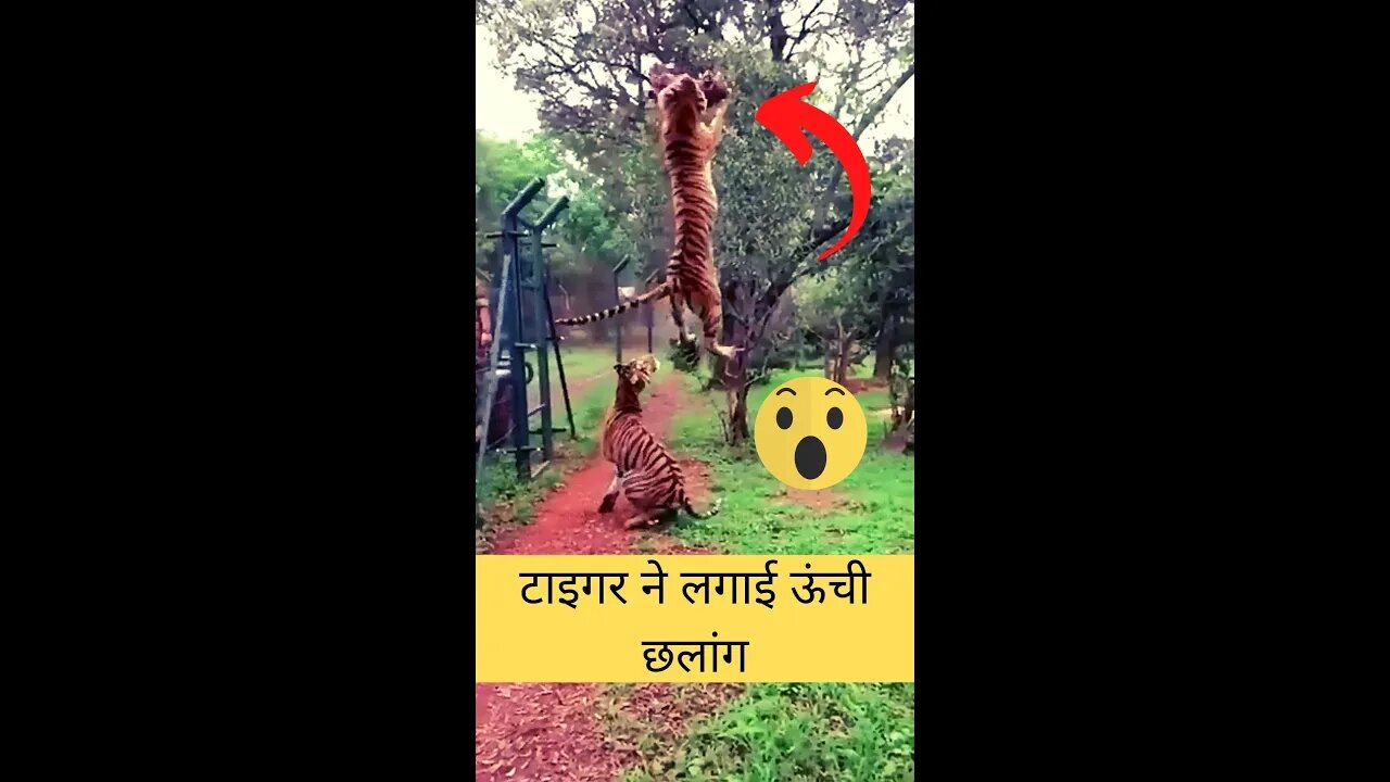 टाइगर ने लगाई ऊंची छलांग😱Tiger jumps high👈