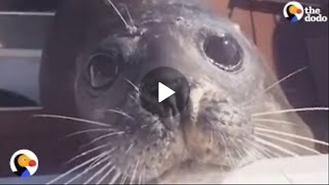 Seal Chased By Hungry Orcas Jumps on Boat | The Dodo