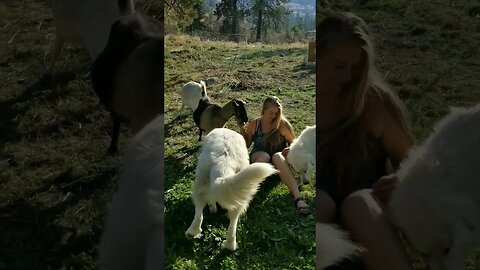 #greatpyreneese #workingdogs #dogs #farmanimals #farmlife #homesteadlife #homesteading #farmgirl