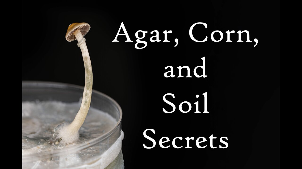 An Introduction to Growing Mushrooms: Agar, Spawn, & Soil Prep Episode 3 (2021)