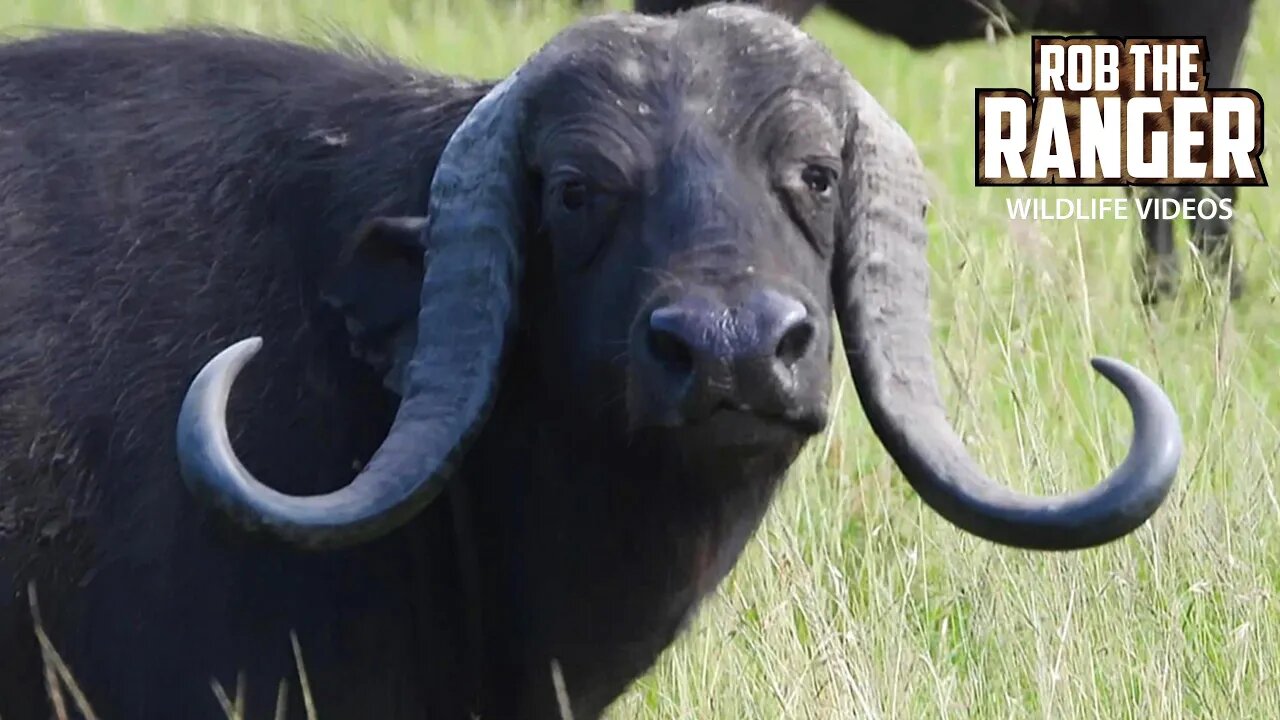 Unique Individuals Within A Big Buffalo Herd | Maasai Mara Safari | Zebra Plains