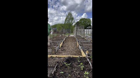 Strawberry planting. The transplant from the cups.