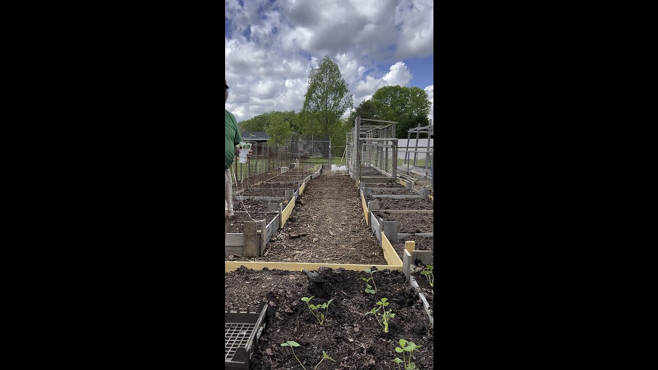 Strawberry planting. The transplant from the cups.