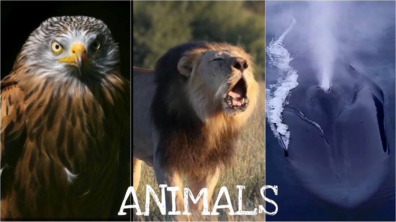 LION - EAGLE - WHALE ANIMALSSOUND | FOREST SEA OCEAN SKY SAVANA ANIMALS ENGLISH