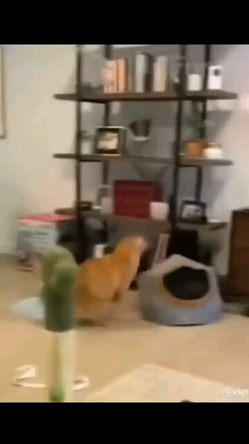 Cute and Funny animal video 😂😂 | funniest viral puppy cat clips