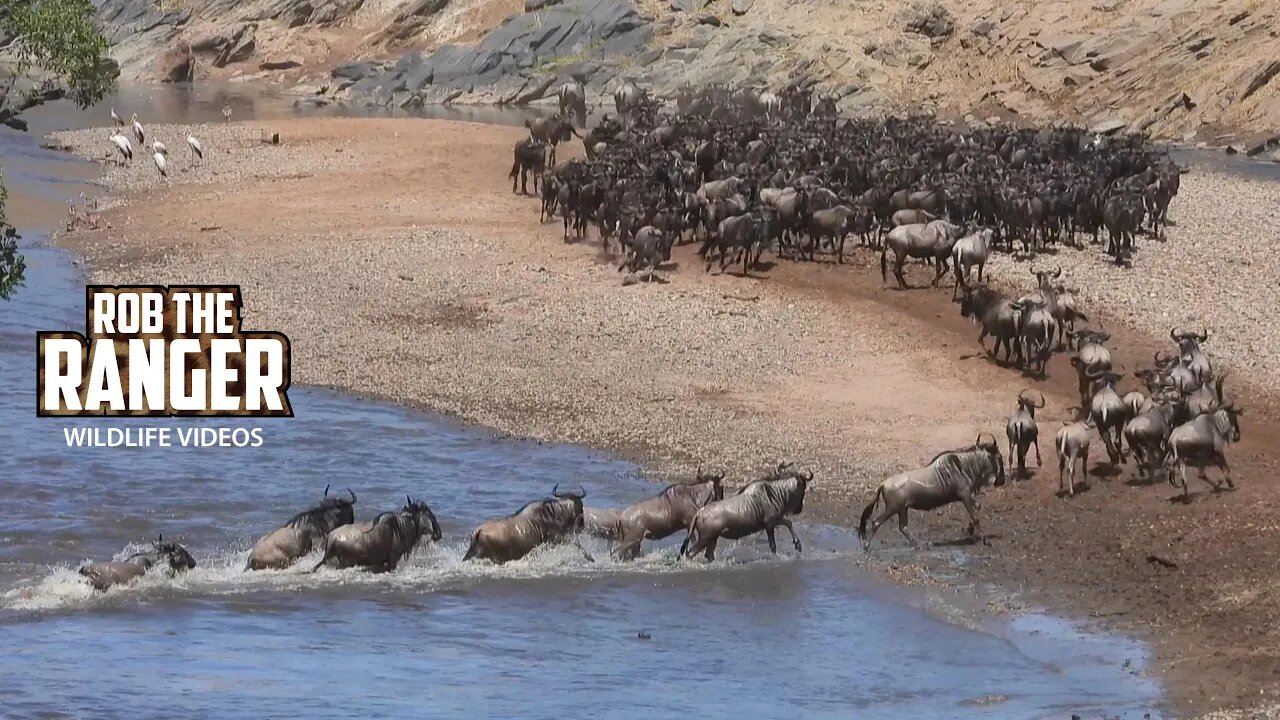 Great Migration Low Level River Crossing | Maasai Mara Safari | Zebra Plains