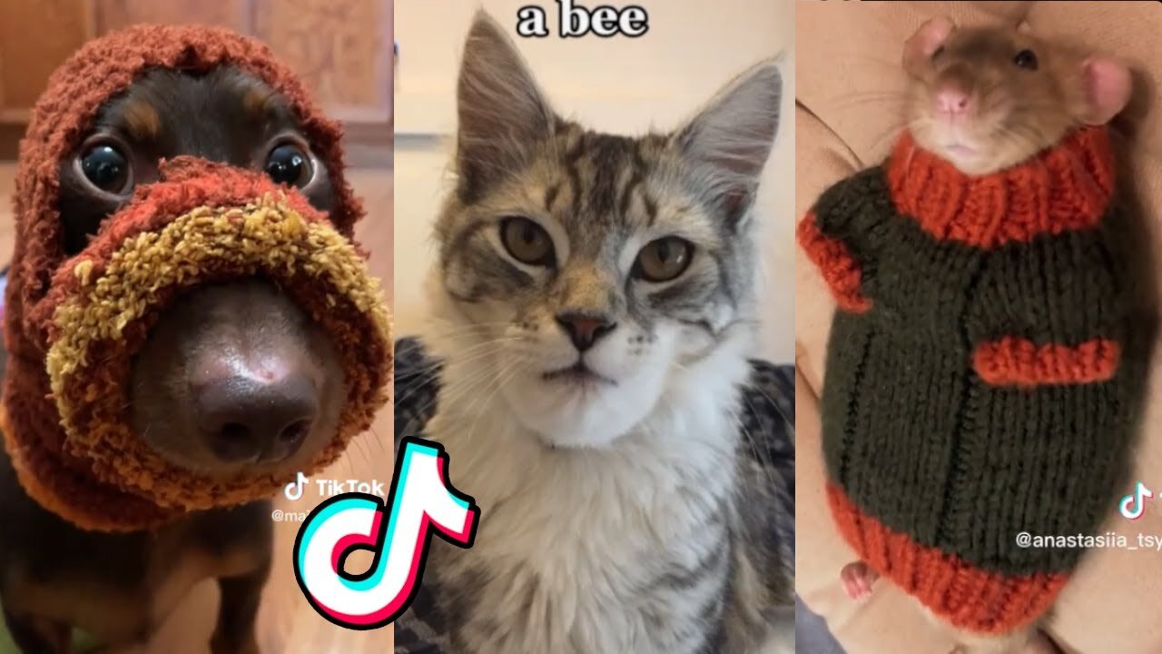 Funny Pet TikTok That will make you Ugly laugh(CUTE)