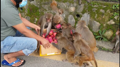 Monkey love apples || feeding fresh apple to the hungry monkey || group of monkey eat apple fruits