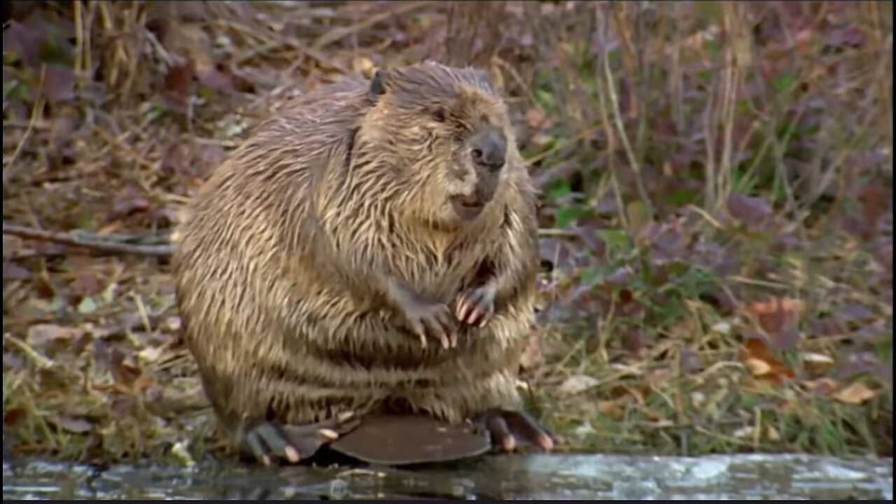 Documentary: Educational: Leave It To Beavers. Animal Engineers