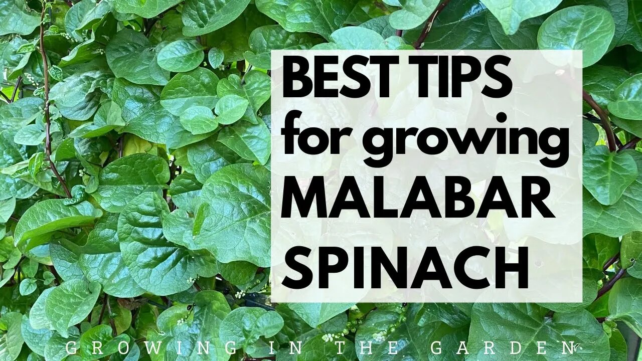 BEST TIPS for growing MALABAR SPINACH: Learn how to grow this heat loving spinach alternative.