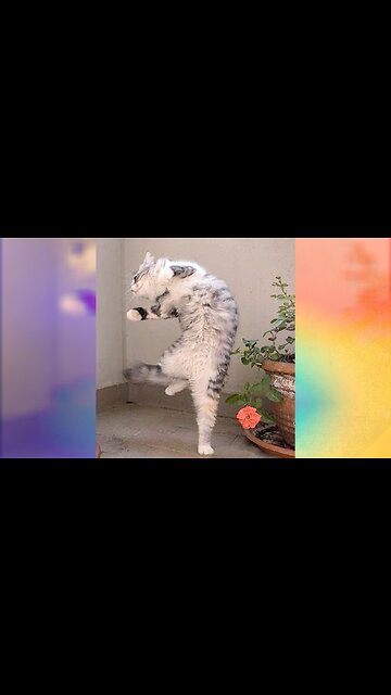 Cute Cat Dancing Pikachu Pikachu #shorts #funny #trending