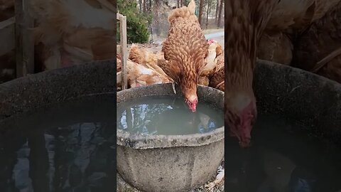 #chickens #usa