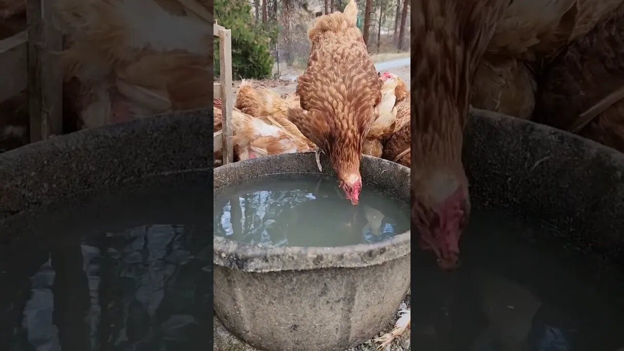 #chickens #usa