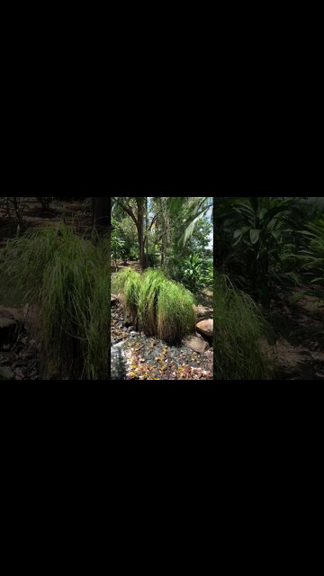 Gold Coast Regional Botanic Gardens