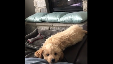 Puppy adorably falls off the couch