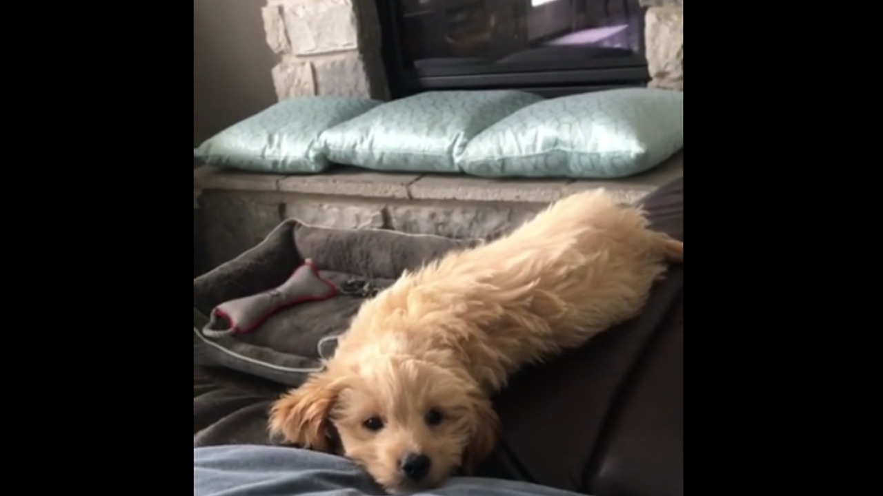 Puppy adorably falls off the couch