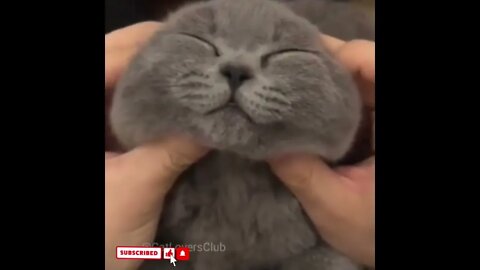 cute cat videos 😹 funny videos 😂1544