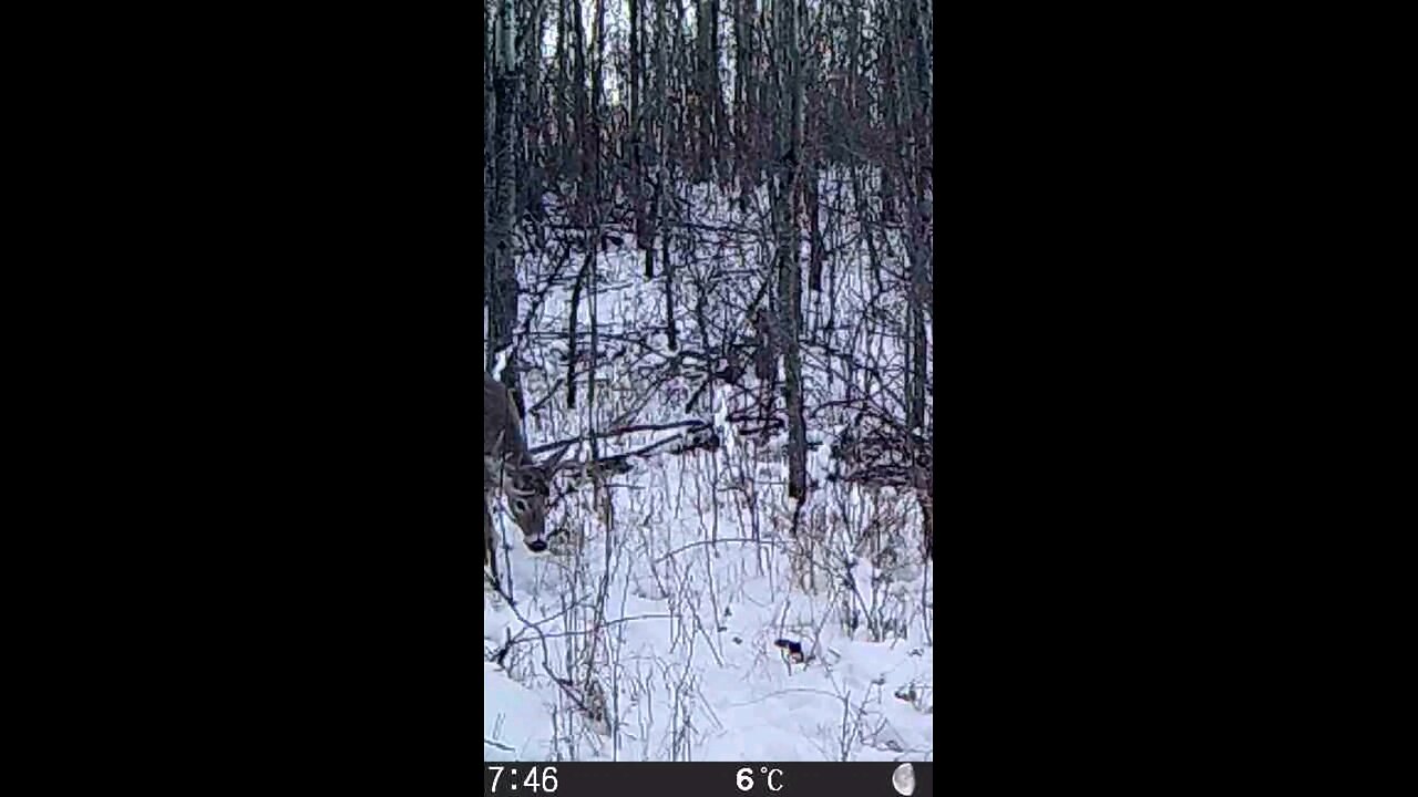 Can't wait to start shed hunting!!