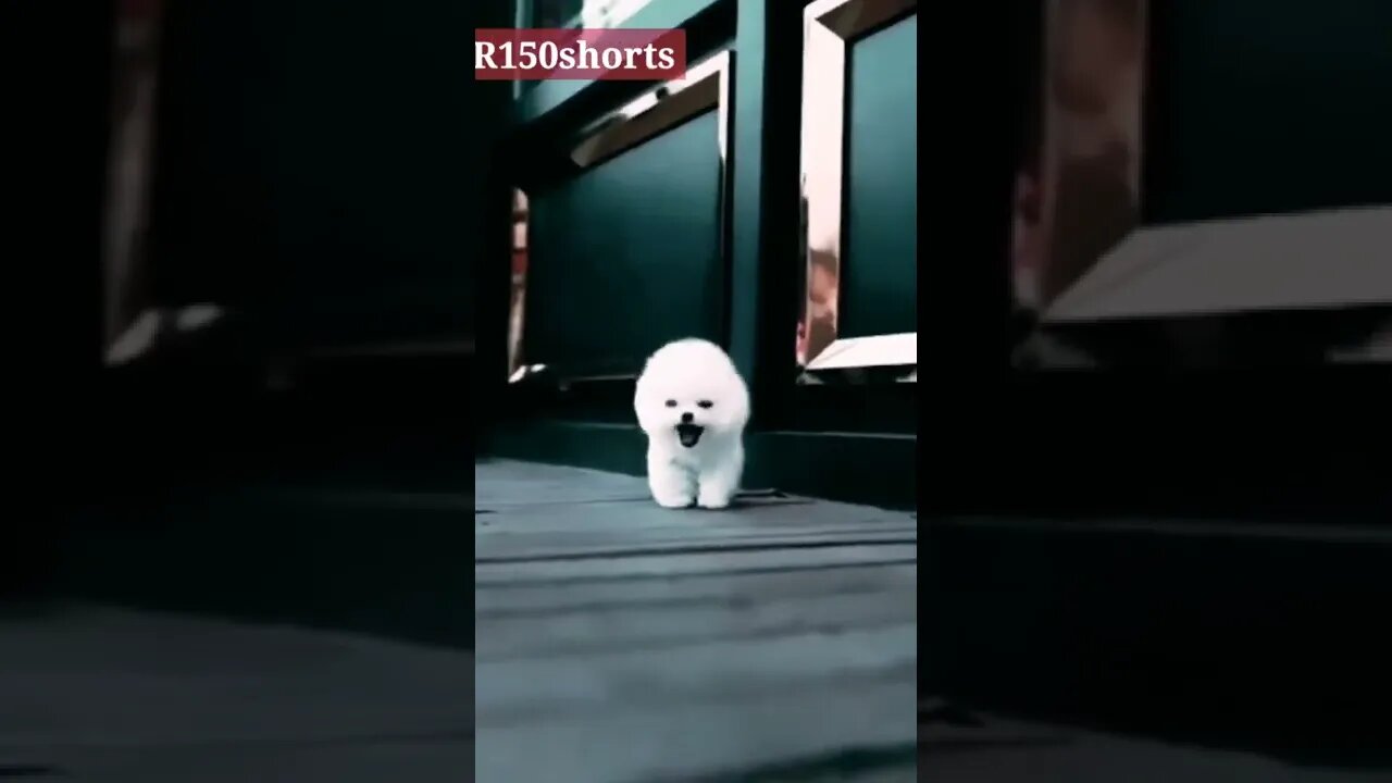 Cute Baby Little pappy Funny Video - 😁😆😆😆😆 dog funny Video - tiktok funny Video 2022 ytshorts#youtub