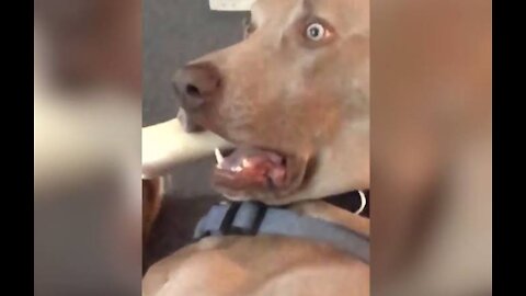 SCARY DOG - SEE HIS REACTION