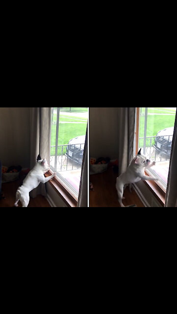 The bulldog wants to catch the fly