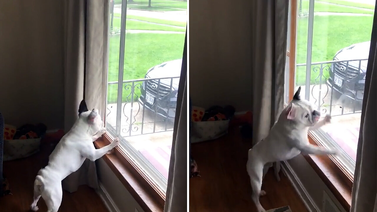 The bulldog wants to catch the fly