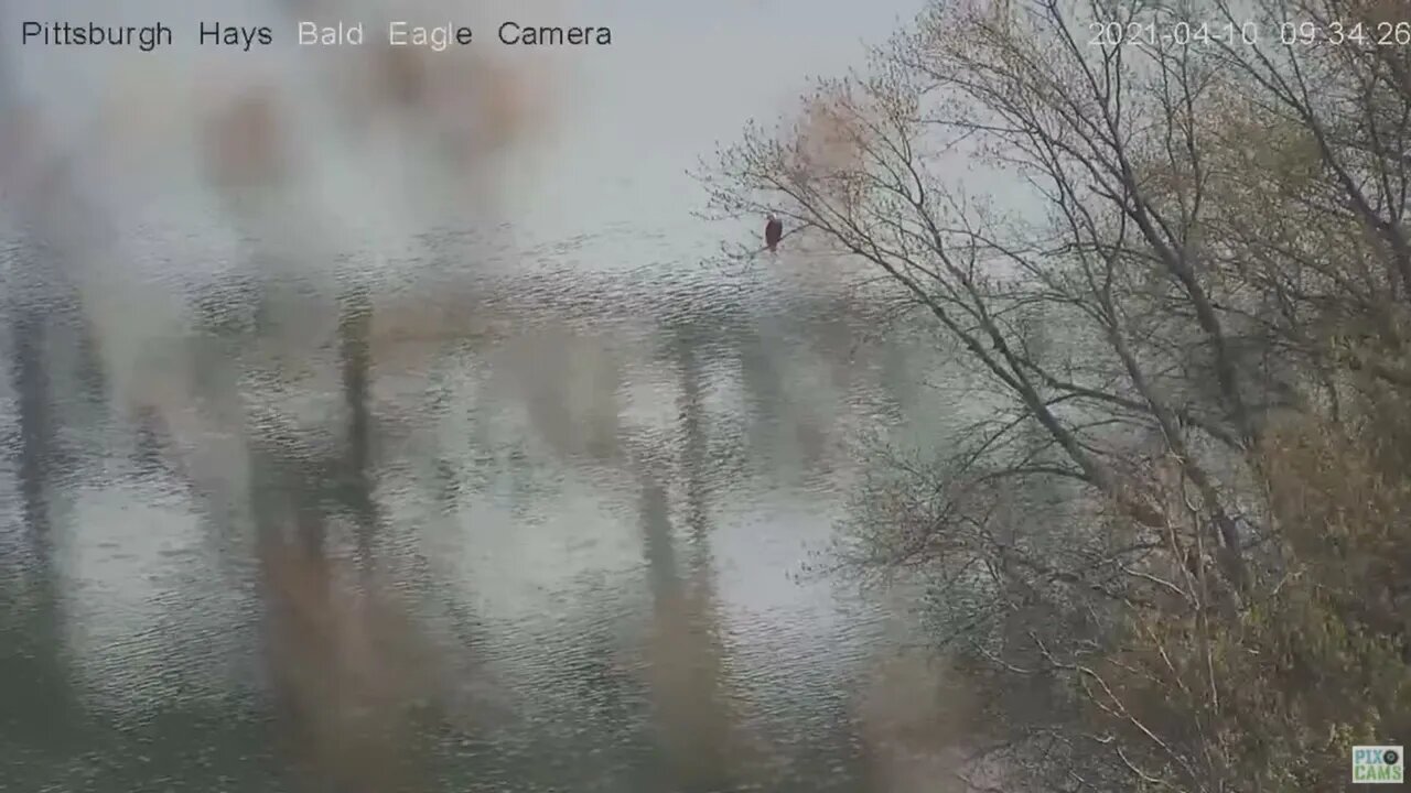 Hays Eagles Dad perched at the Monongahela river A Great Blue Heron flies by 2021 04 10 9:34:21AM