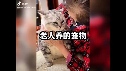 从宠物变成家人