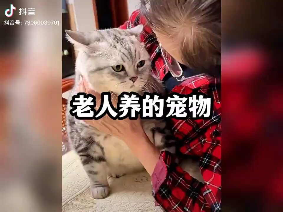 从宠物变成家人