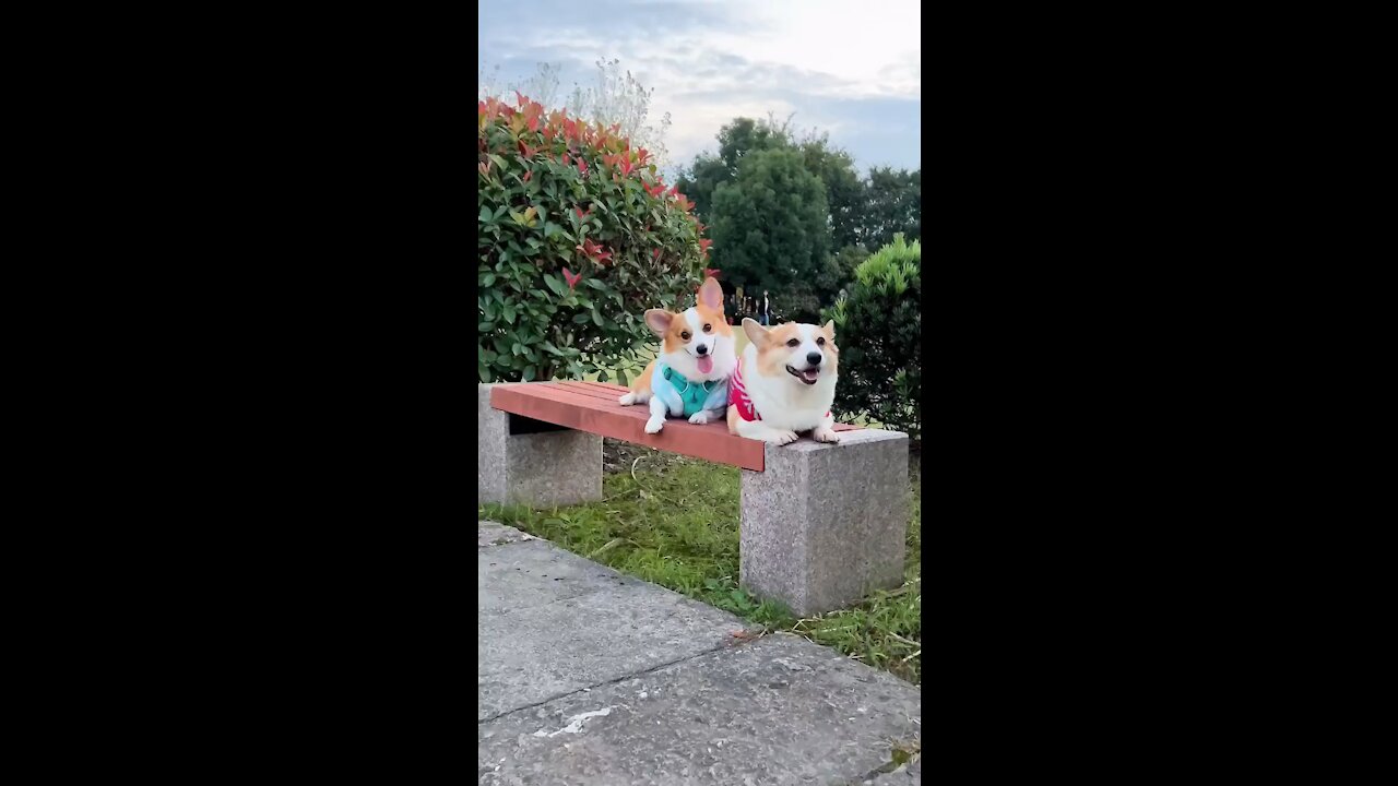 Happy Puppy is online ~ today is the most beautiful cub in the park!