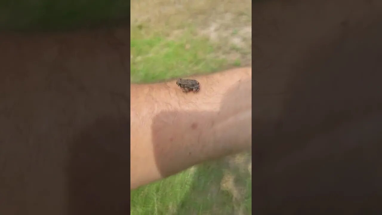 Tiny toad, toad-all madness, smallest toad front in TX.