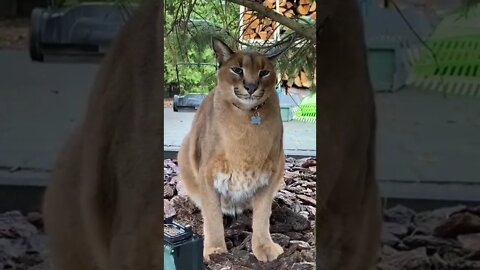 Puma Caracal