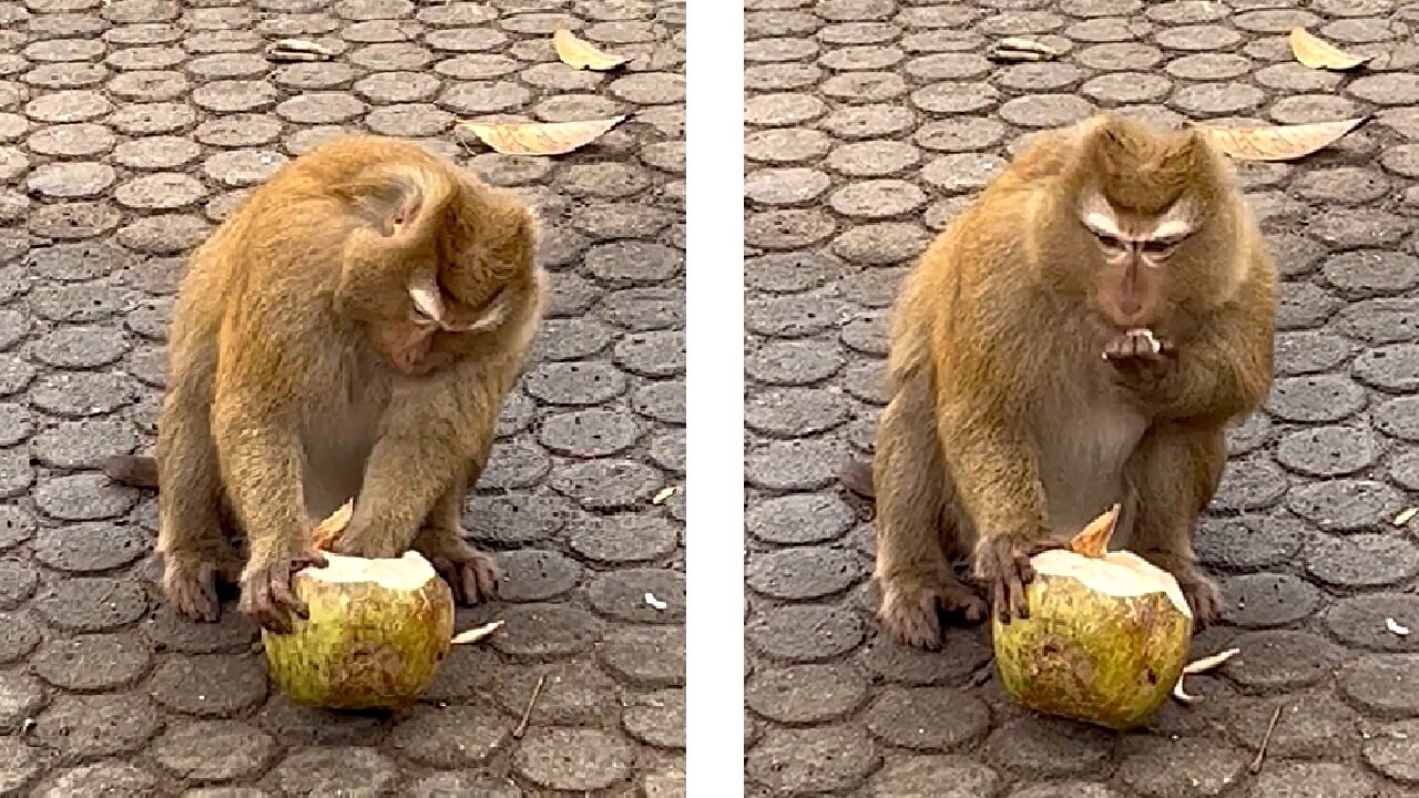 Smart monkey eats coconut