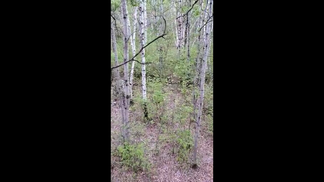 Black bear hunting