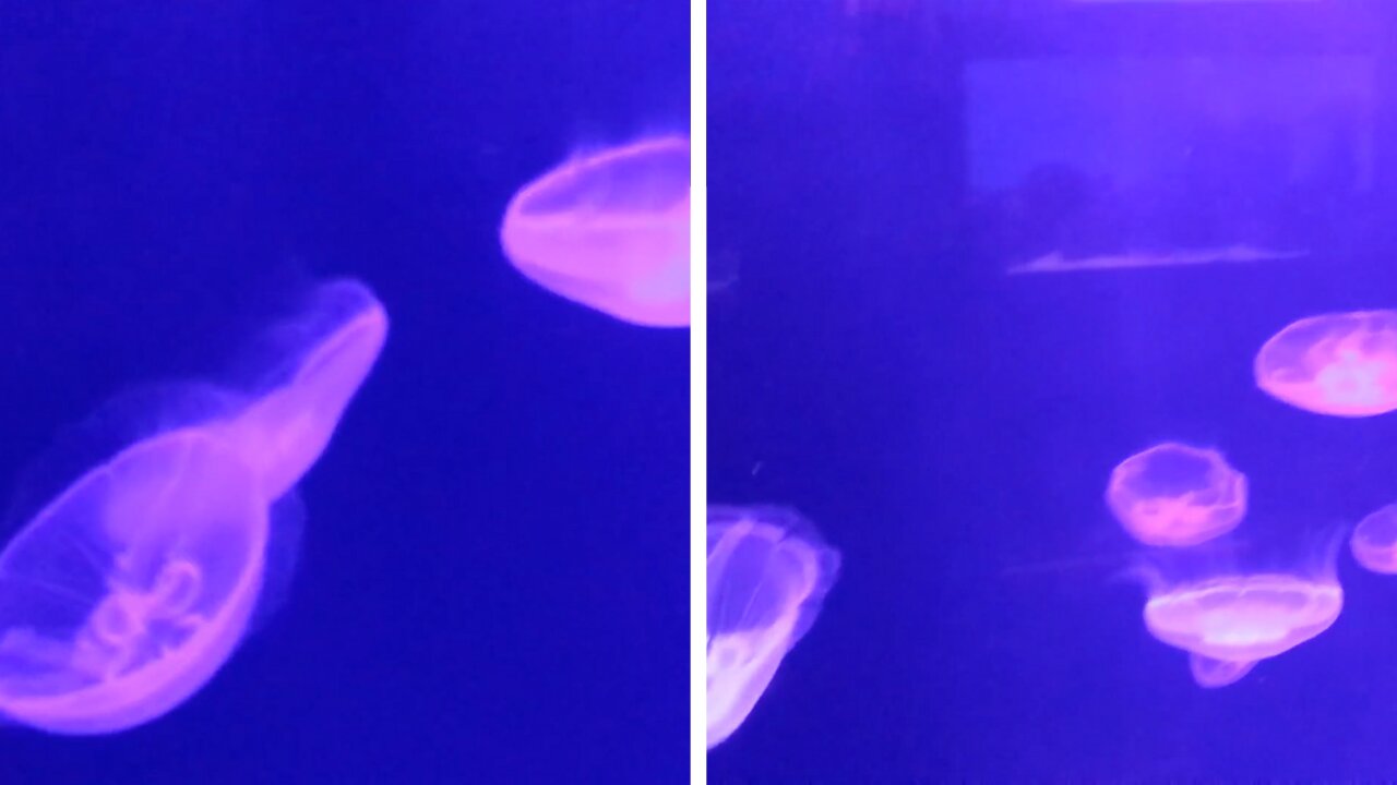 Amazing Coloured Jellyfish Will Put You In A Trance