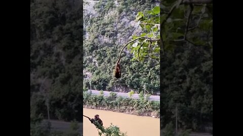 monyet bergelantung